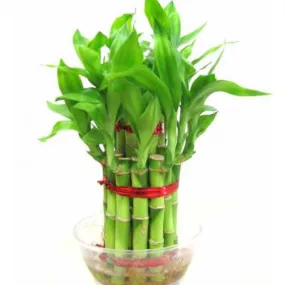 2 Layer Lucky Bamboo